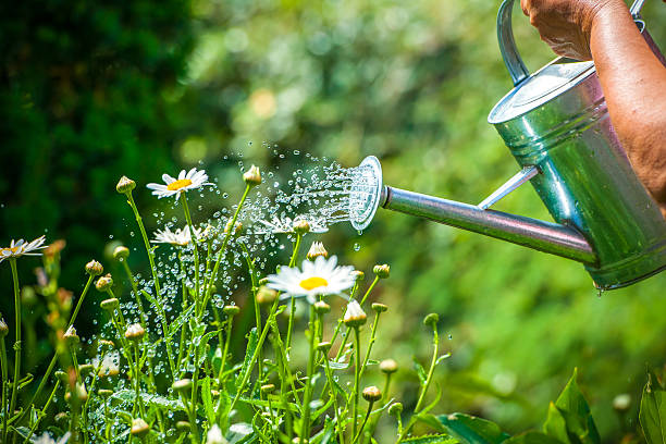 regar flores - watering can imagens e fotografias de stock