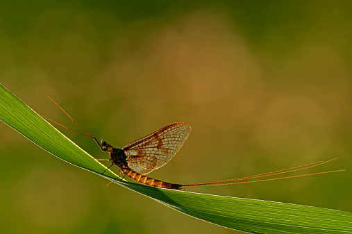 Ephemera vulgata - Drake Mackerel Mayfly