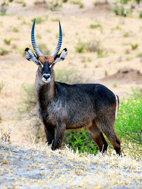 Waterbuck antelope in the savanna. Africa, Tanzania. The waterbuck (Kobus ellipsiprymnus) is a large antelope found widely in sub-Saharan Africa.