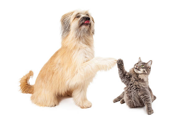 istock Big Dog and Little Cat High Five 468828166