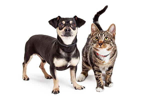 istock Dog and Cat Standing Looking Up Together 468828180