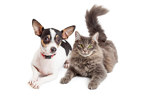An adorable Chihuahua dog and a pretty gray color tabby cat laying together