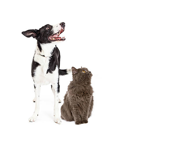 istock Cat and Dog Looking Up Into Blank Copy Space 468828204