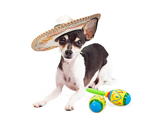 istock Cinco De Mayo Mexican Chihuahua 468828260