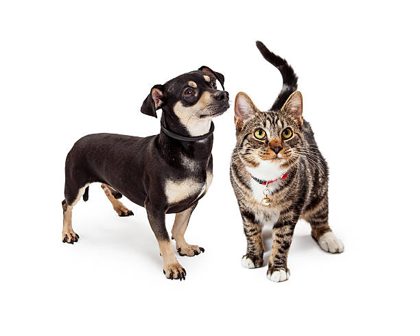istock Small Dog and Cat Looking Up Together 468828278