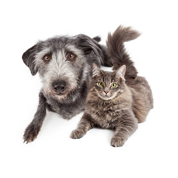 istock Grey Dog and Cat Laying Closely Together 468828314