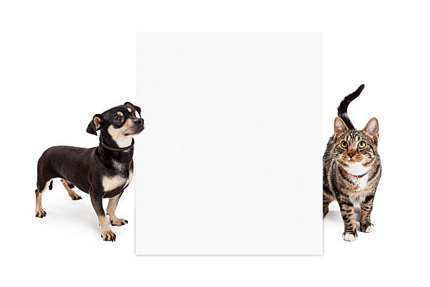 istock Dog and Cat Looking Up at Tall Blank Sign 468828330