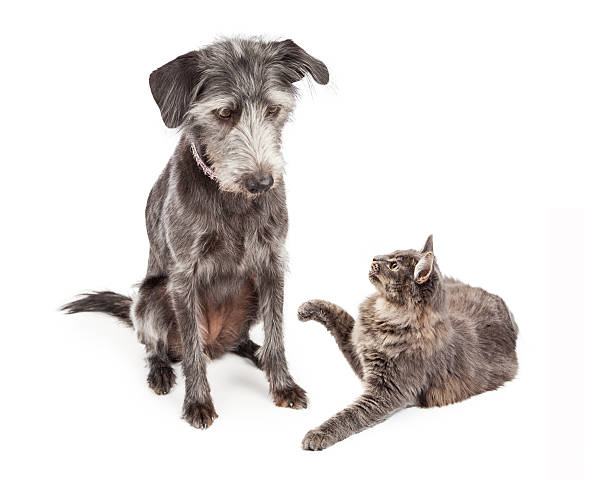 istock Dog Looking At Playful Cat 468828338