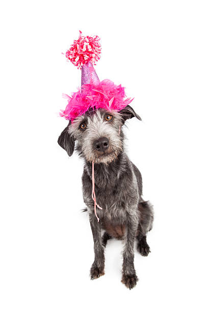 istock Dog Wearing Pink Party Hat 468828566