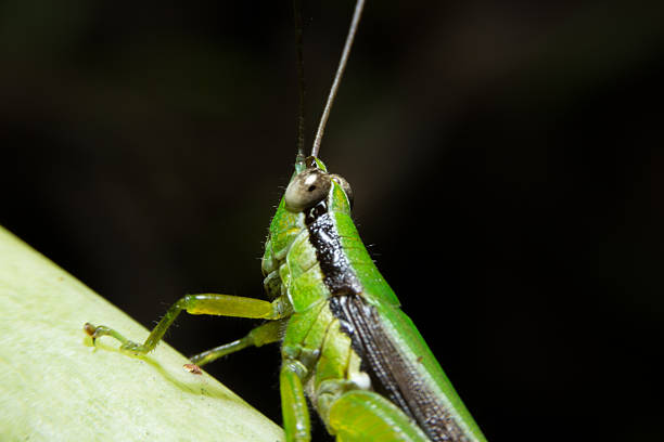Close up detailed of grasshopper face. Close up detailed of grasshopper face by macro lens. orthoptera stock pictures, royalty-free photos & images