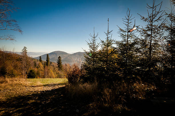 istock Beautiful autumn mountain woods landscape 468829016