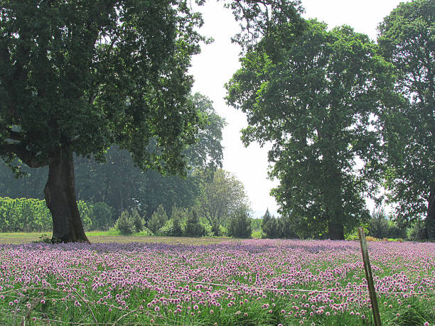 campo de flor abriéndose chives - chive allium flower cultivated herb fotografías e imágenes de stock