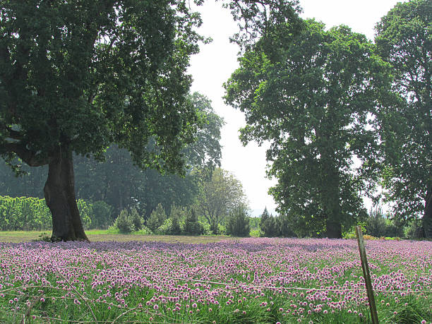 campo de florescendo cebolinha - chive allium flower cultivated herb - fotografias e filmes do acervo