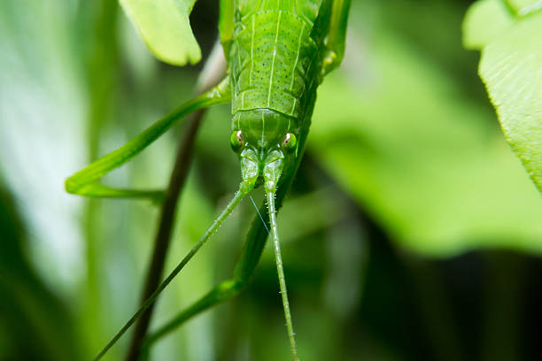 Close up detailed of leaf grasshopper face. Close up detailed of leaf grasshopper face by macro lens. orthoptera stock pictures, royalty-free photos & images