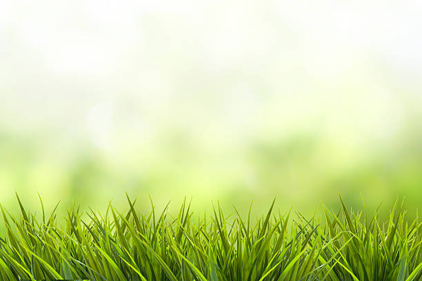 istock Grass and green nature blurred background 468831896