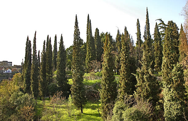 istock Kraljev park in Podgorica. Montenegro 468832576