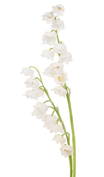 istock lily of the valley 468832592