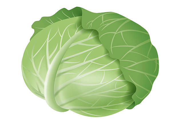 illustrations, cliparts, dessins animés et icônes de chou - green cabbage