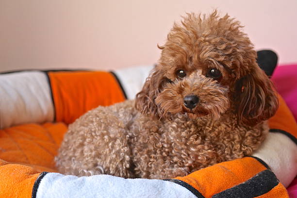 istock Baby dog poodle 468836014