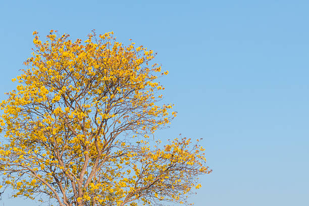 istock Supanika Flower, Cochlospermum regium, with Blue Sky 468836480
