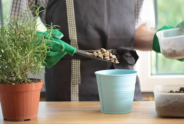 Man re-potting a rosemary into a flower pot