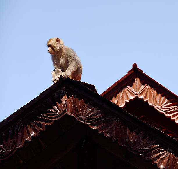 Rhesus macaque monkey at the Jakhoo Temple Shimla India