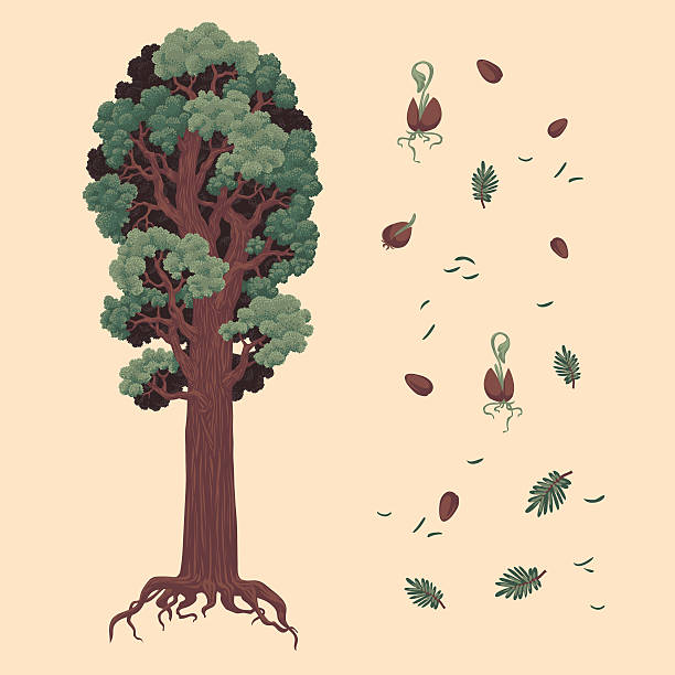 redwood und samen - sequoiabaum stock-grafiken, -clipart, -cartoons und -symbole