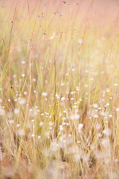 istock flowers in the garden soft blur background 468837430