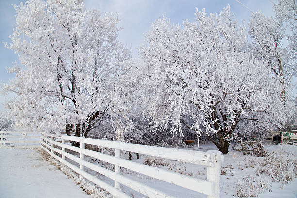 istock Snow and ice covered trees in garden 468837836