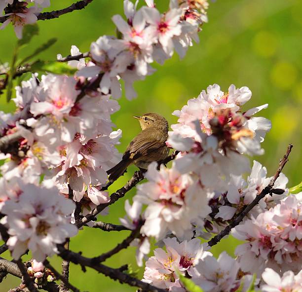 istock Small common chiffchaff bird amidst flowers of almond tree 468837866