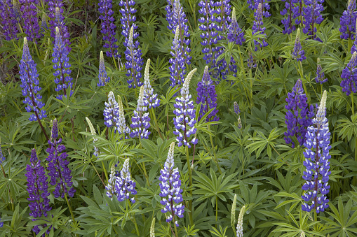 A field of Lupines