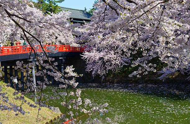 istock Cherry blossoms at Hirosaki Park 468838392
