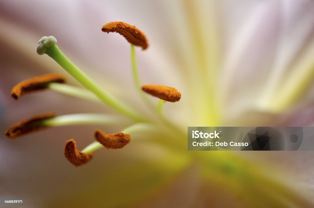 Close up of lily pistil and stamen  Beauty Stock Photo