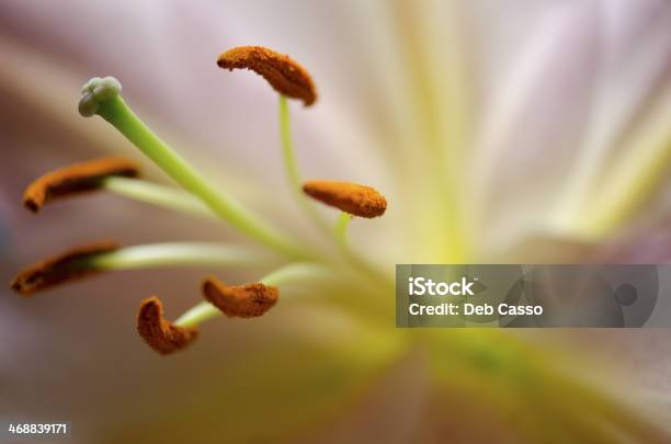 Close Up Of Lily Pistil And Stamen Stock Photo - Download Image Now - Beauty, Beauty In Nature, Close-up