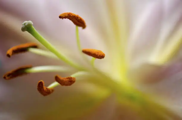 Photo of Close up of lily pistil and stamen