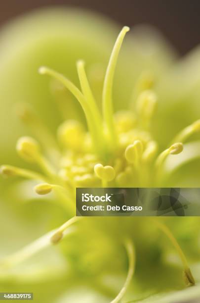 Close Up Of Green Hellebore Stock Photo - Download Image Now - Beauty, Beauty In Nature, Close-up