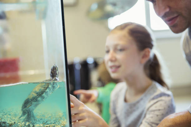 istock Father and daughter watching turtle swim in tank 468839867