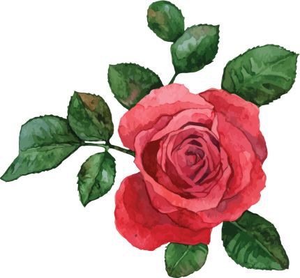 Single rose flower on a white background. EPS 9 vector illustration