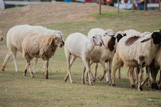 covey sheep stock photo