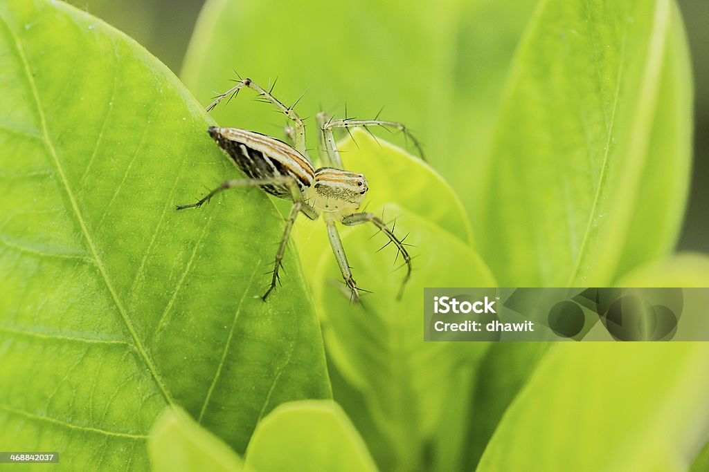 Thailands Spider - Lizenzfrei Auflauern Stock-Foto