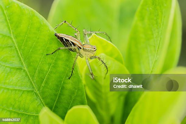 Photo libre de droit de Araignée De Thaïlande banque d'images et plus d'images libres de droit de Araignée - Araignée, Couleur verte, De petite taille