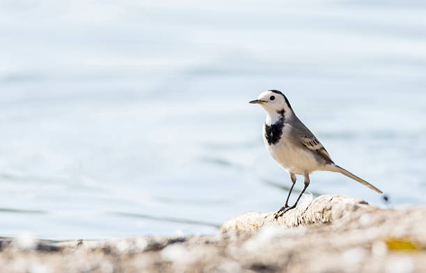 istock White Wagtail, Motacilla alba 468842230