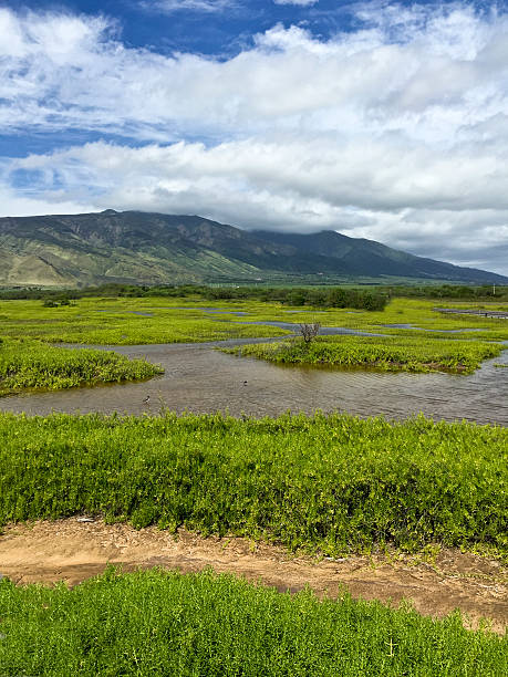 istock Kealia Pond on Maui 468842306