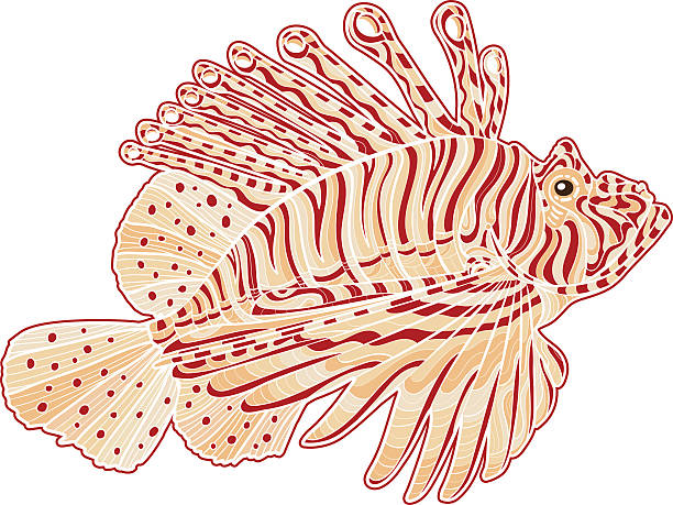 ilustrações, clipart, desenhos animados e ícones de decorativa isolado veneno peixe-leão - lionfish