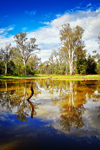 Reflections in a water hole at Chinchilla in Queensland