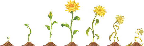 Flower Growth and wilting flower on a white background cultivated illustrations stock illustrations