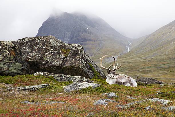 istock White reindeer in Lapland, at Kebnekaise 468843965