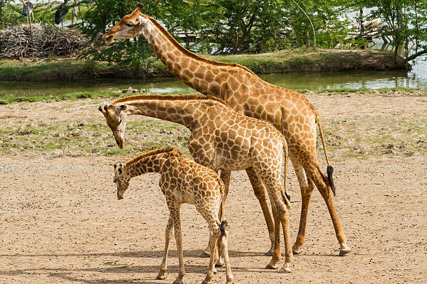 giraffa famiglia - giraffe two dimensional shape heavy horned foto e immagini stock