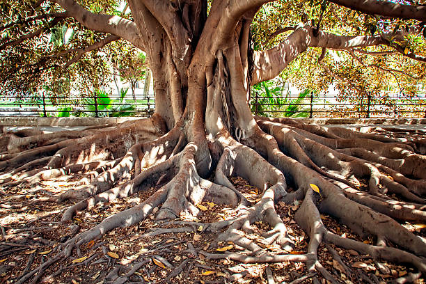 centenarian árbol - stability fotografías e imágenes de stock