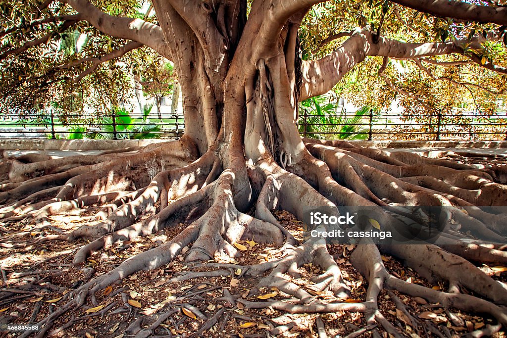 Centenarian tree Big Ficus tree with roots Stability Stock Photo